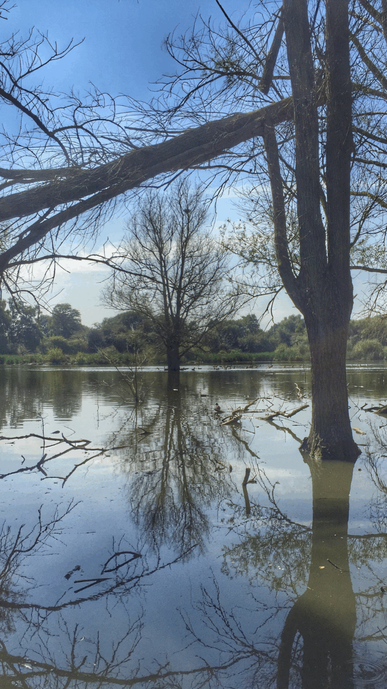 La noue, un paradis pour les oiseaux
