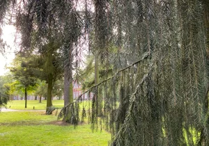 Arbre zoom détail Arboretum Amandine Couvreur (2)