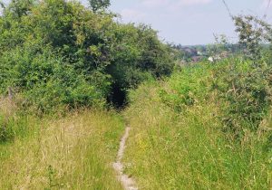 Bois de soin 26.06.24. (2)