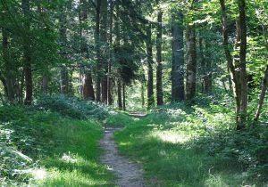 Bois de Grand Leez (Amandine Couvreur)