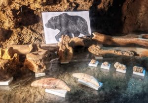 Ossements des grottes de Floreffe